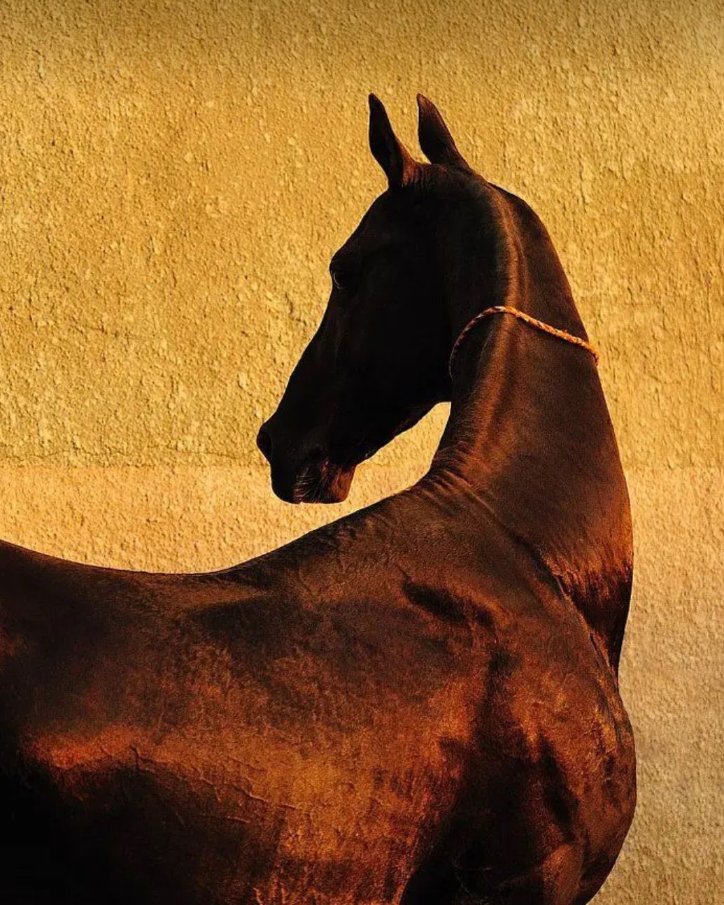 Dunhuang: The Golden Light of the Silk Road - Sussiland